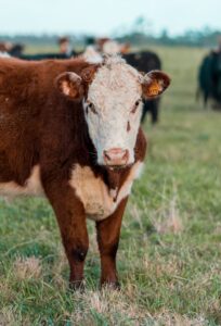A curious brown and white cow gazes in a pastoral field in Uruguay, showcasing rural life.
