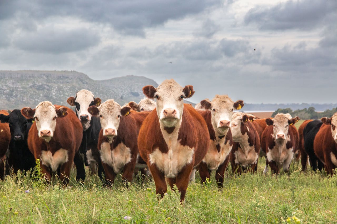 A herd of cows standing in a grassy pasture under a cloudy sky in Balcarce, Argentina.