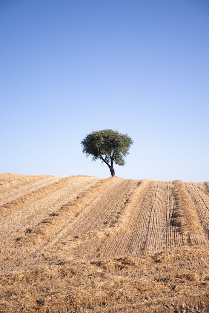 A solitary tree stands in a harvested field under a clear blue sky, exuding serenity and simplicity.