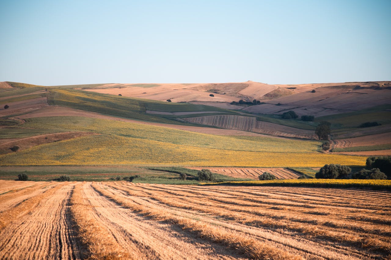 Beautiful rolling fields under a golden sunset, capturing the essence of summer tranquility.